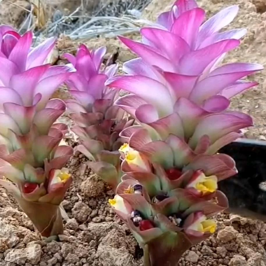 人生就是一出戏