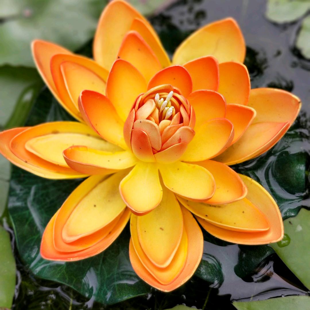 深海的⭐