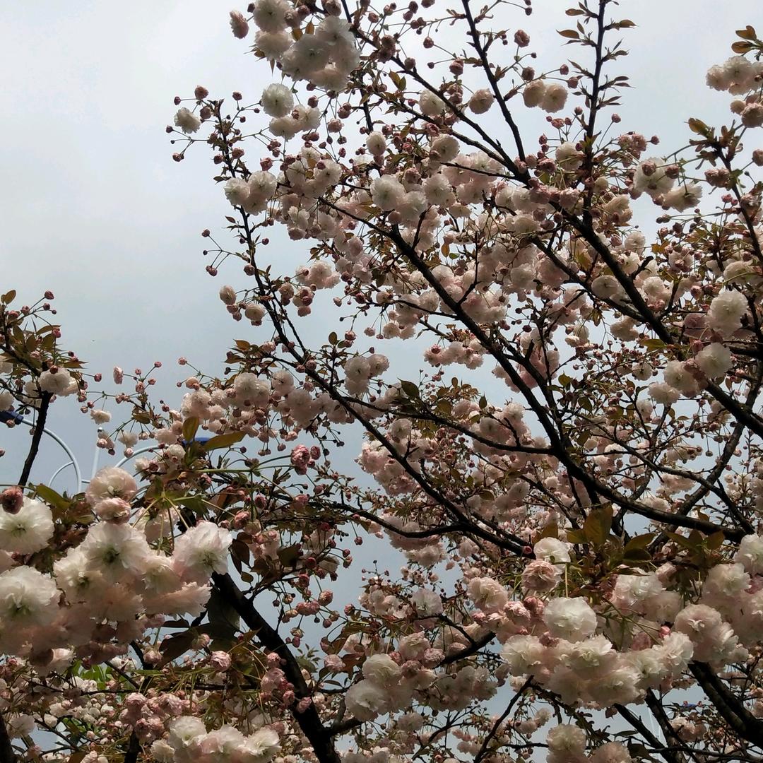 迷茫（跑顺风车的老阿姨）