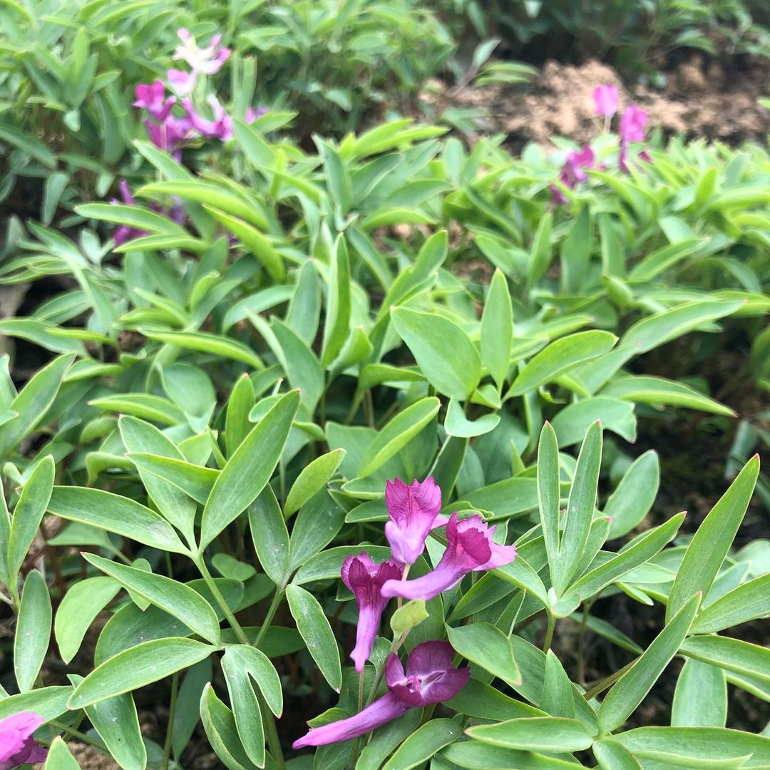 聚缘堂肚子鸡火锅