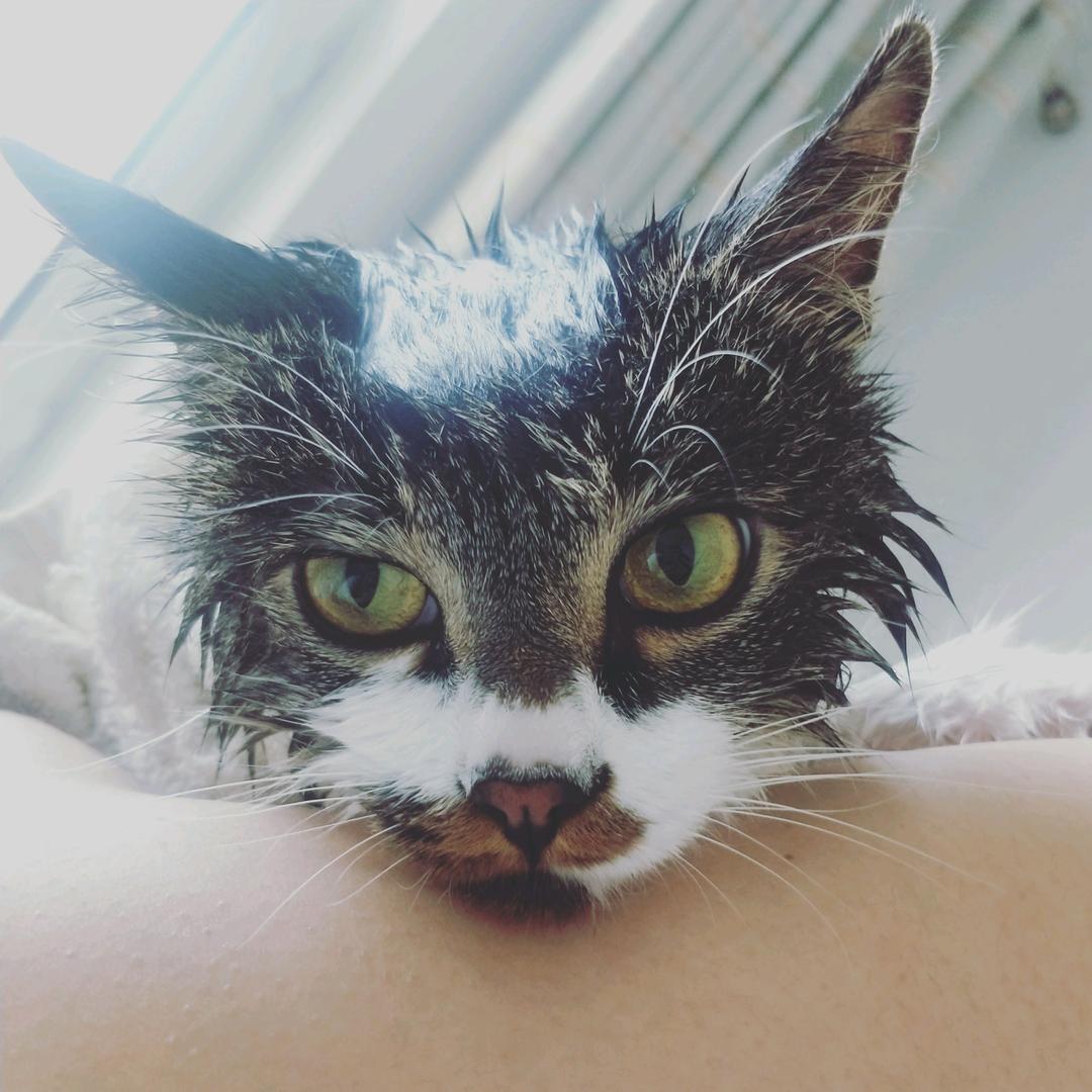 安静的铲屎官😸