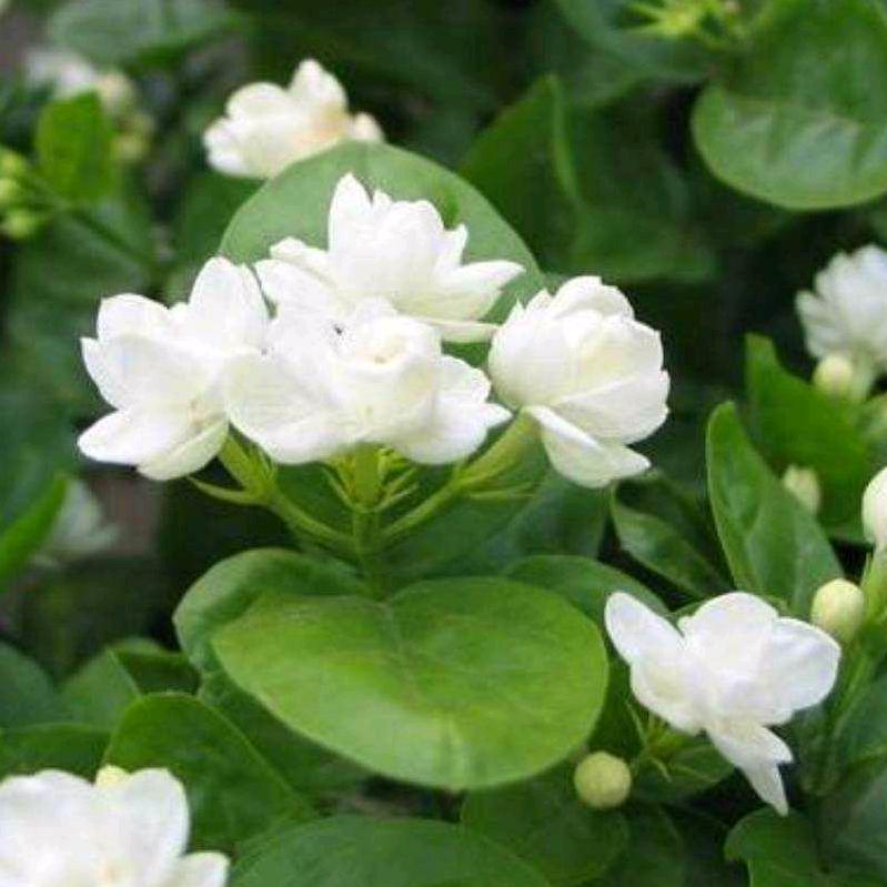 九月茉莉