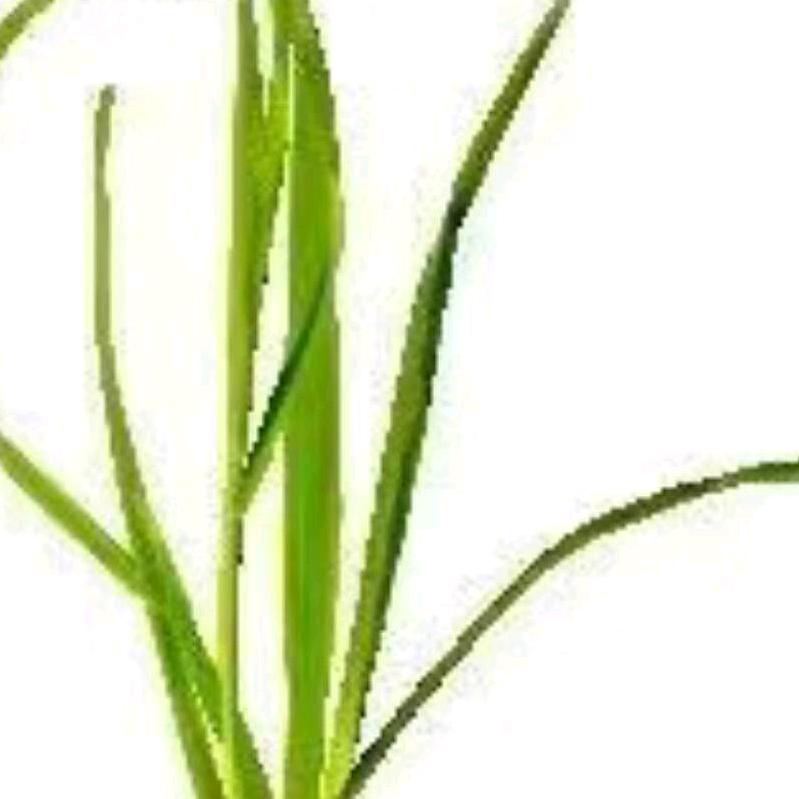 小草
