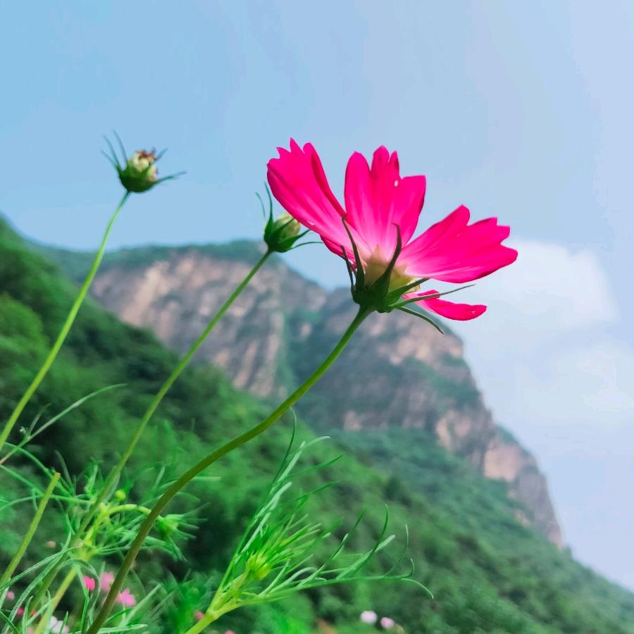 一颗胡萝卜