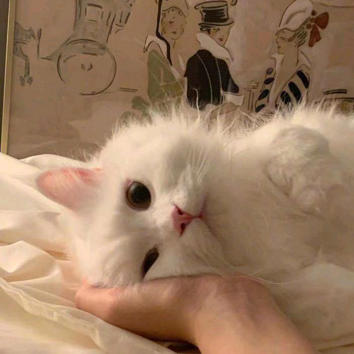 星星都到齐了吗