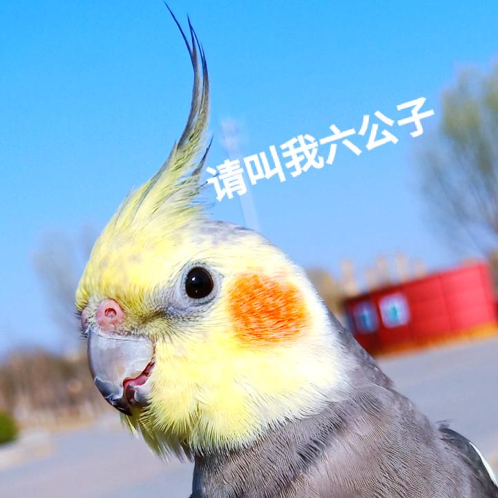 张六六和张大顺