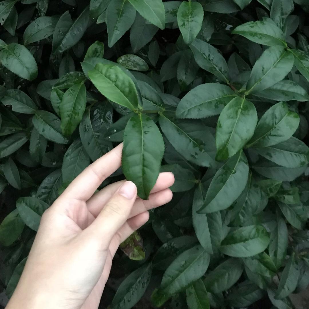 三吉