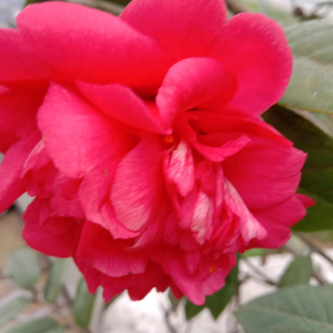 月月(⑉• •⑉)