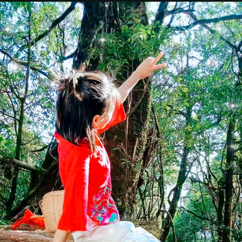 冰岛产区源头茶~水新的茶