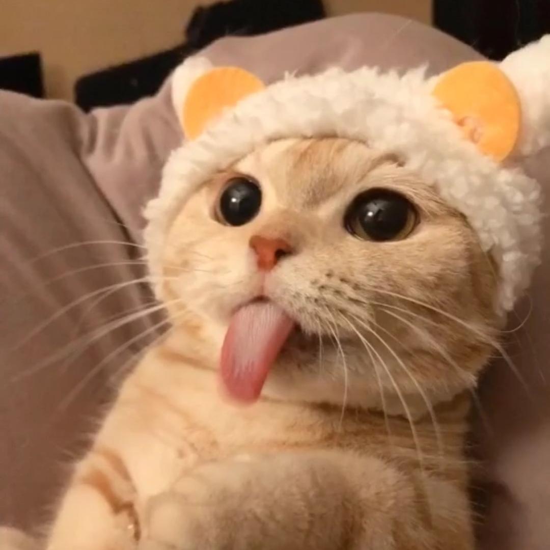 林贝壳
