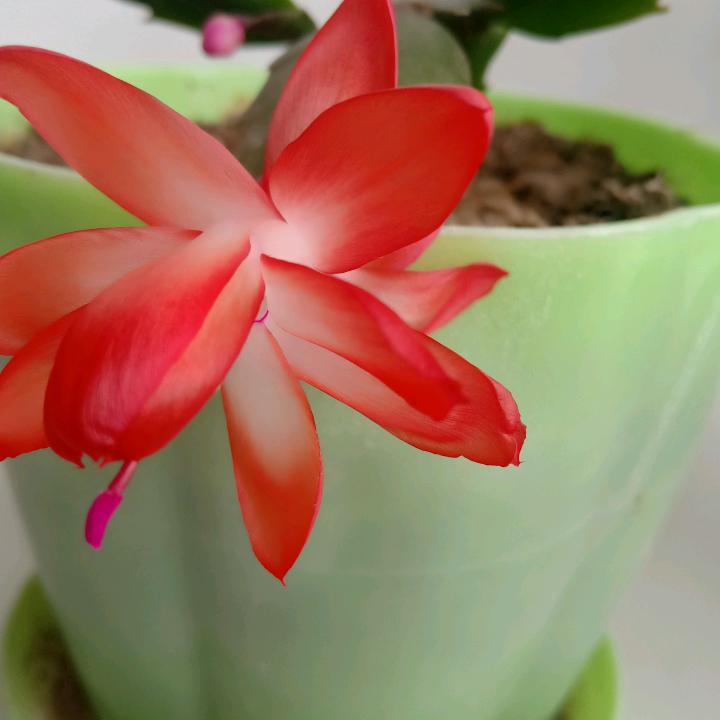 平安是福