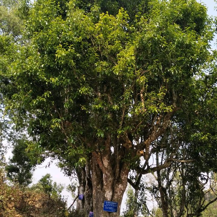野生古树茶