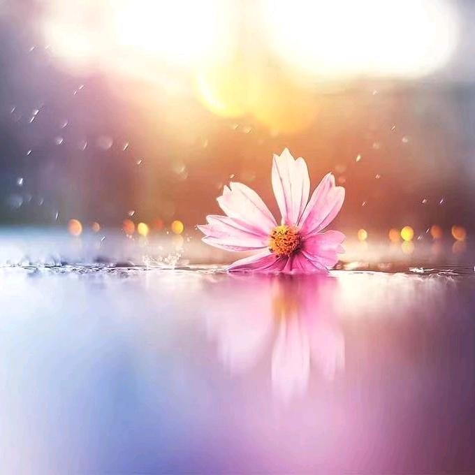 🌸一花一世界🌸