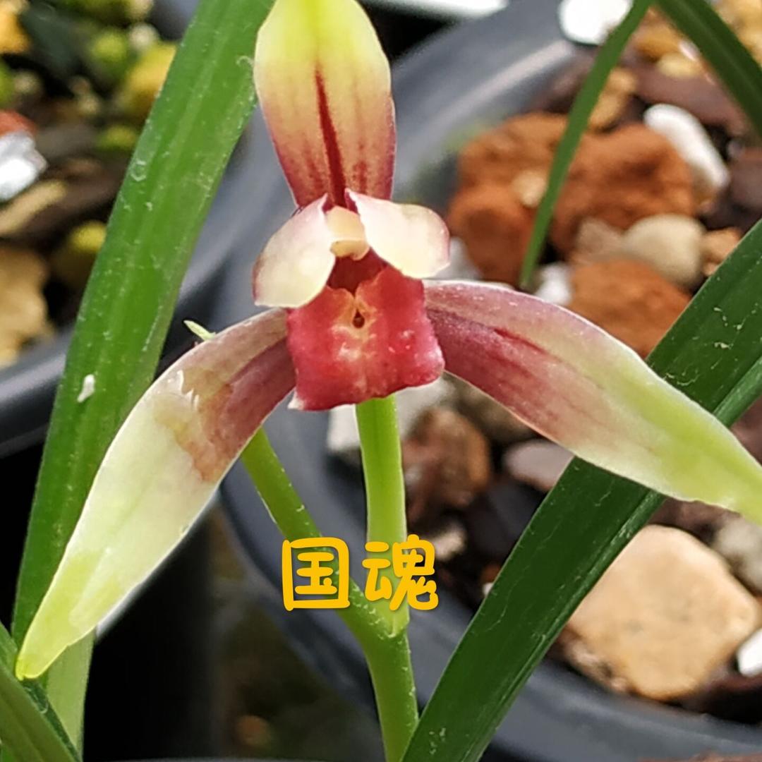 南靖县程阳兰花种植场