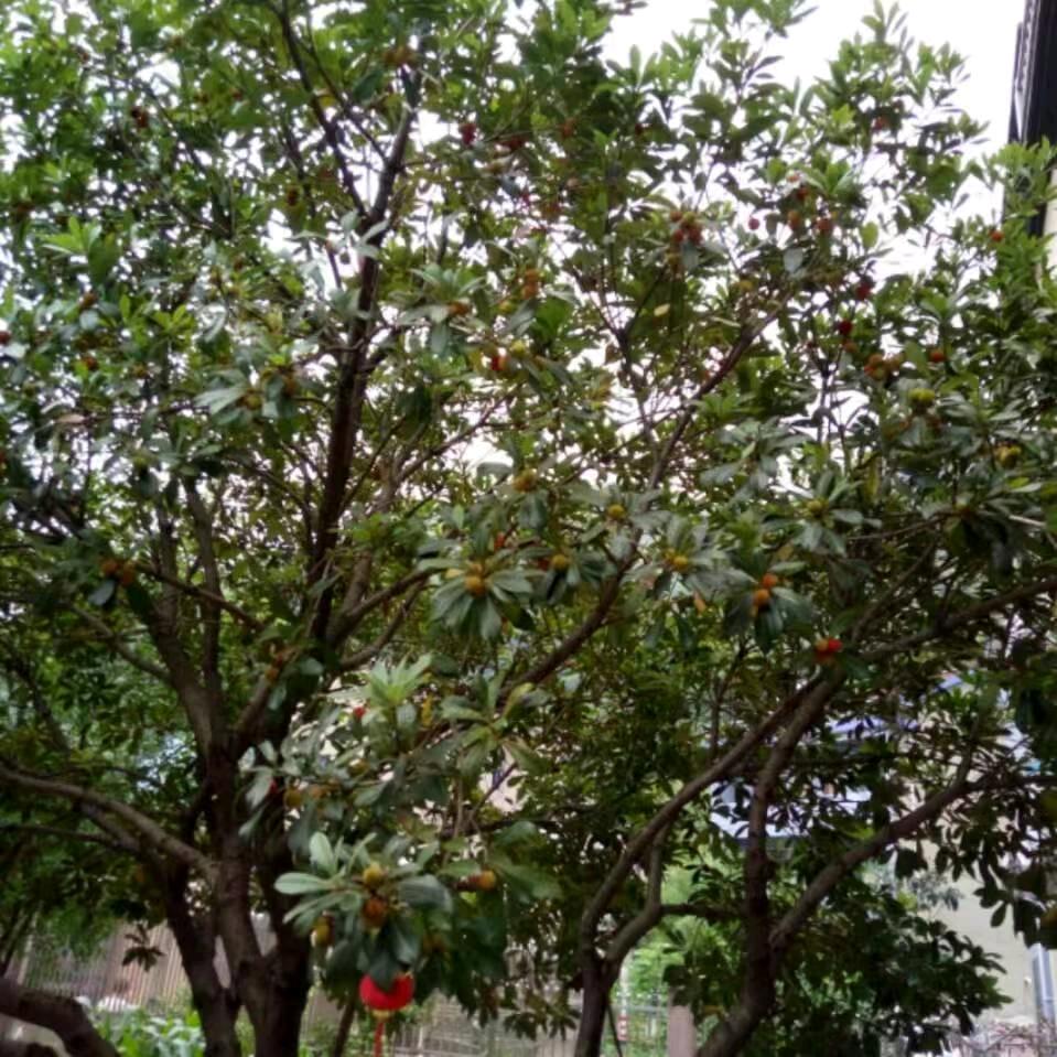 明月——世纪联华