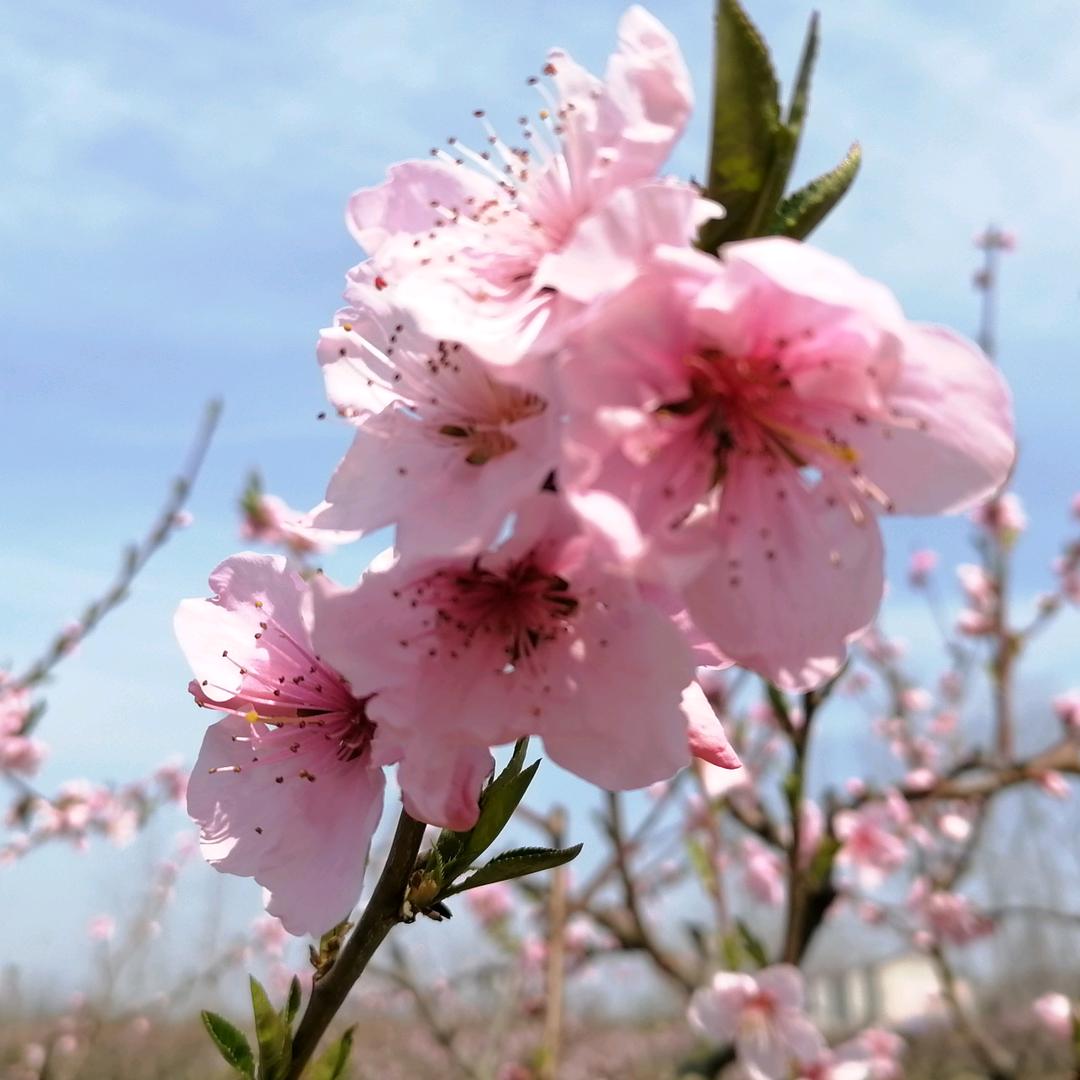 希望传娣💐💐