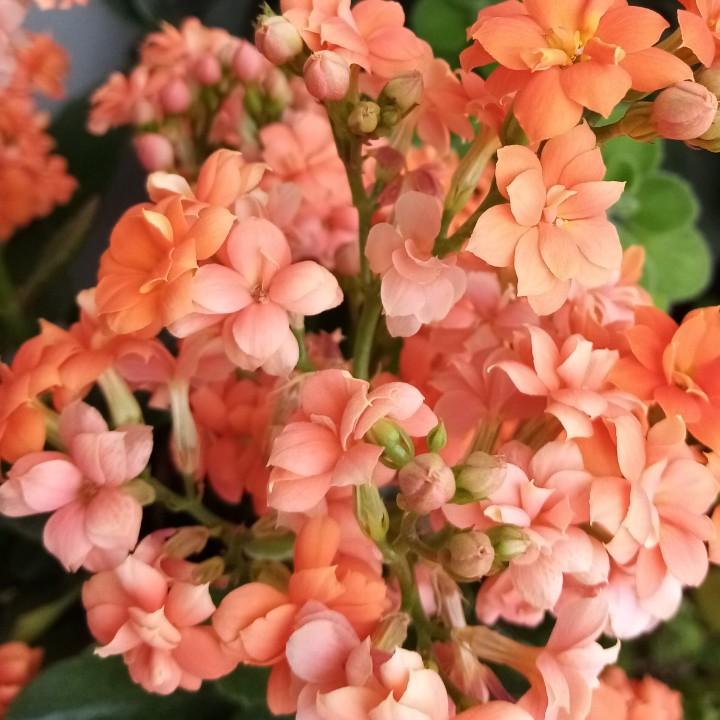 朱桂花
