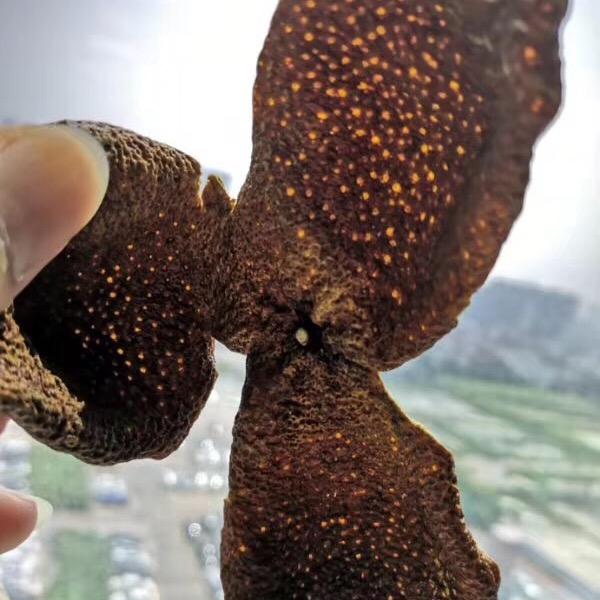 柑柑好陈皮小青柑