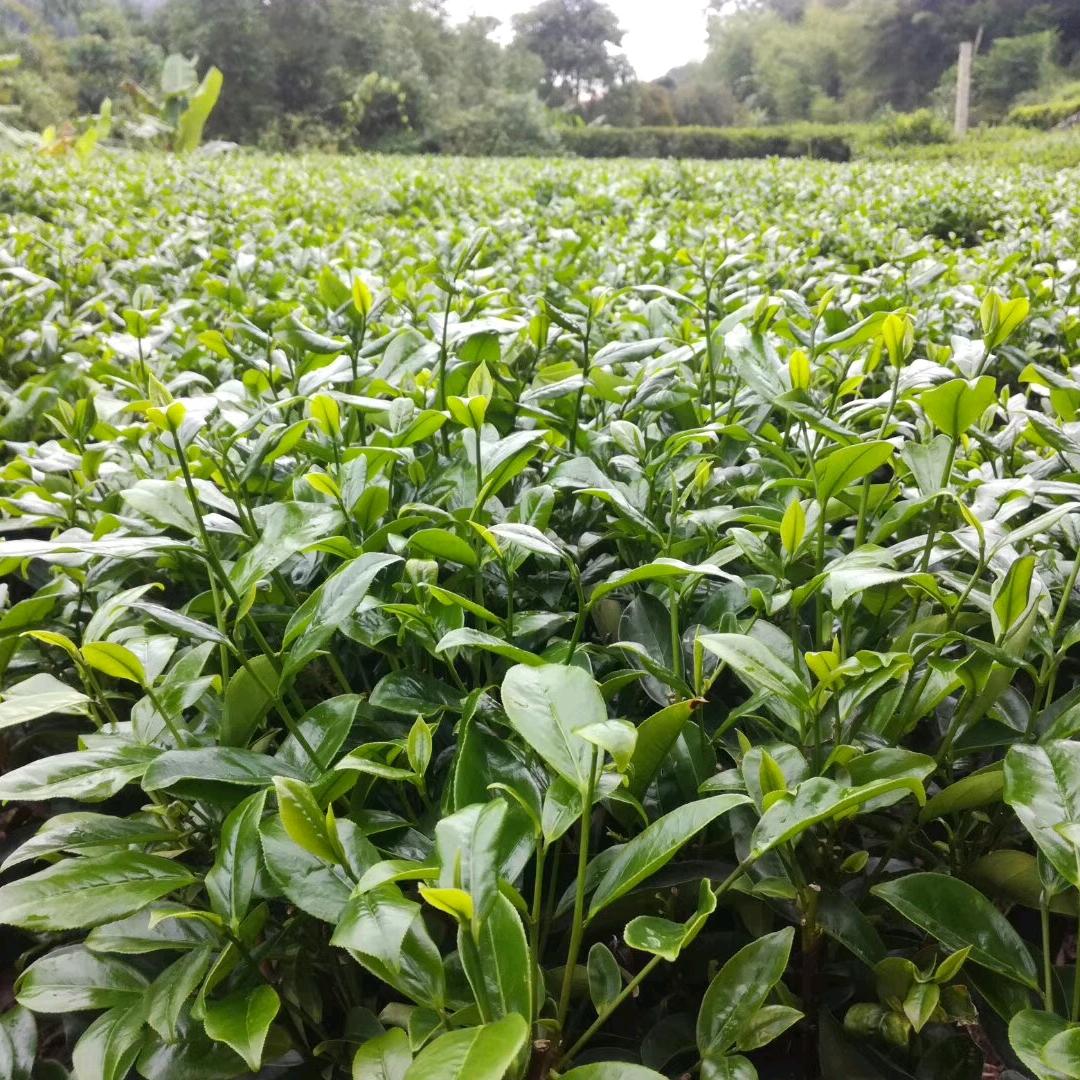 凤凰晨香茶叶