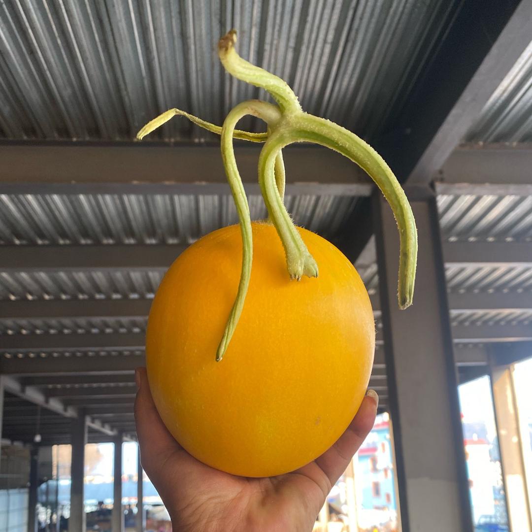 缅甸西瓜