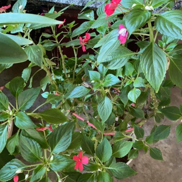花开花谢
