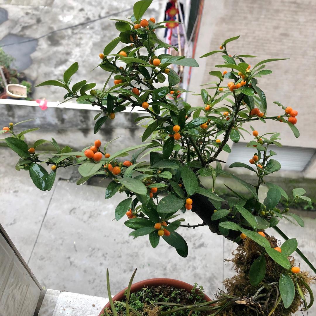 小seven七
