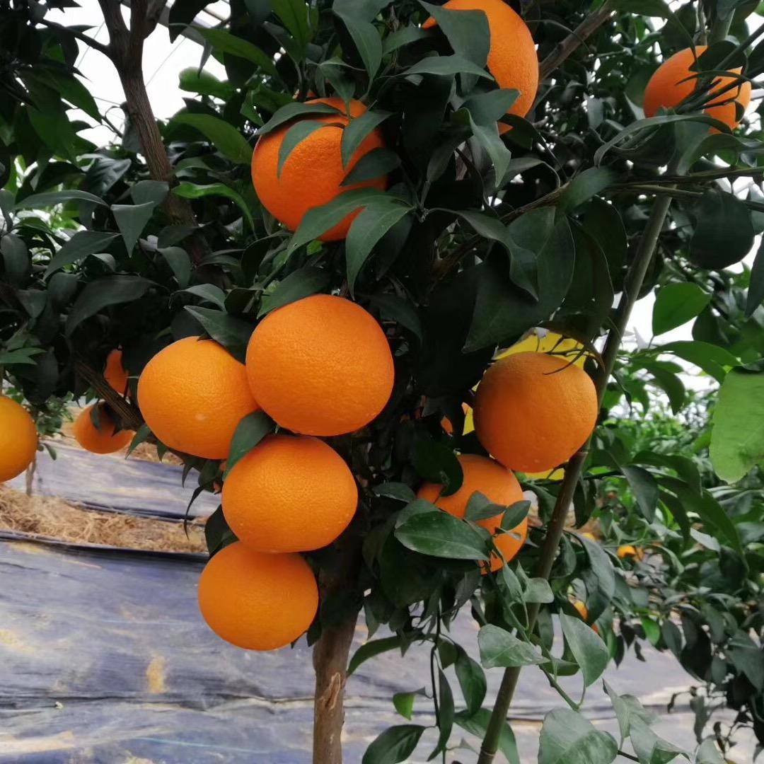 句可景远果树苗木专卖店