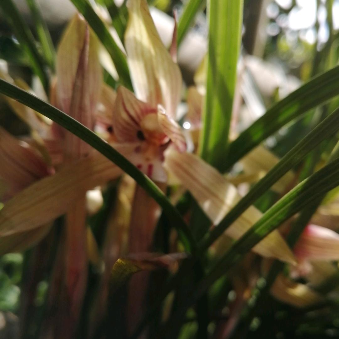 淘花运花坊