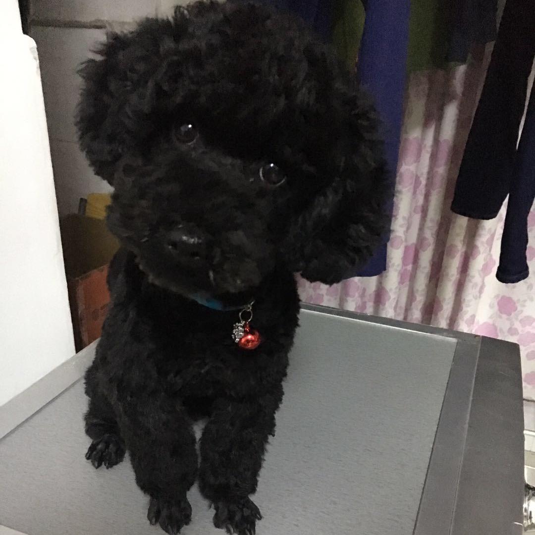 诚实可靠小郎君