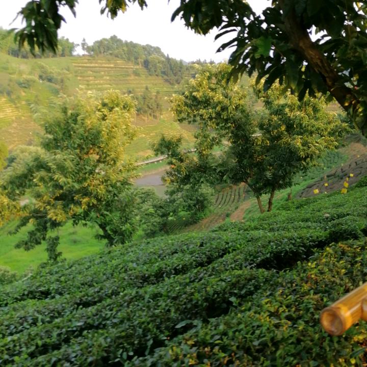 春峰茶叶