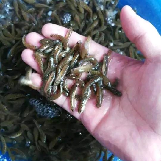 茂业鱼苗养殖场