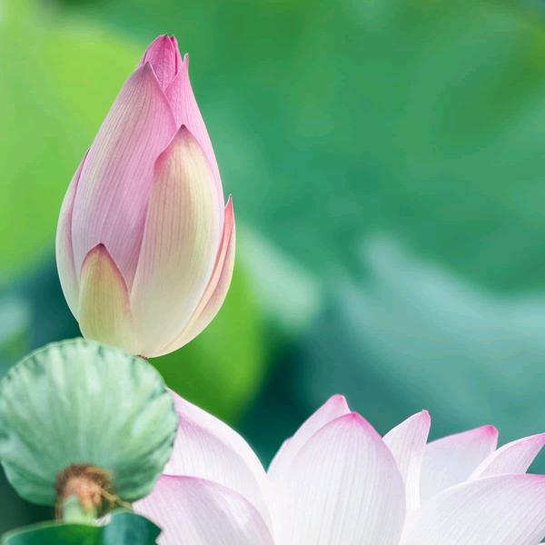 平平淡淡才是真