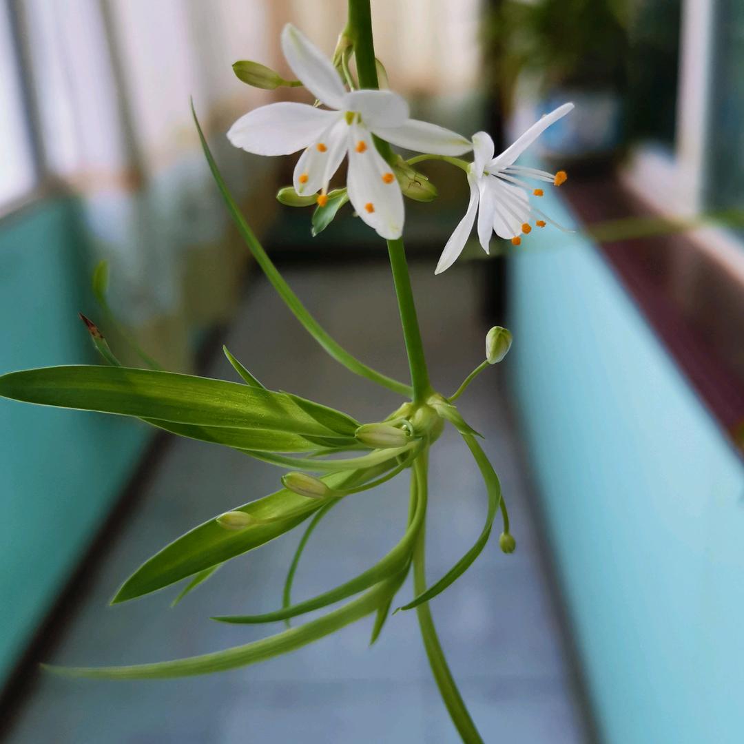 冯梅