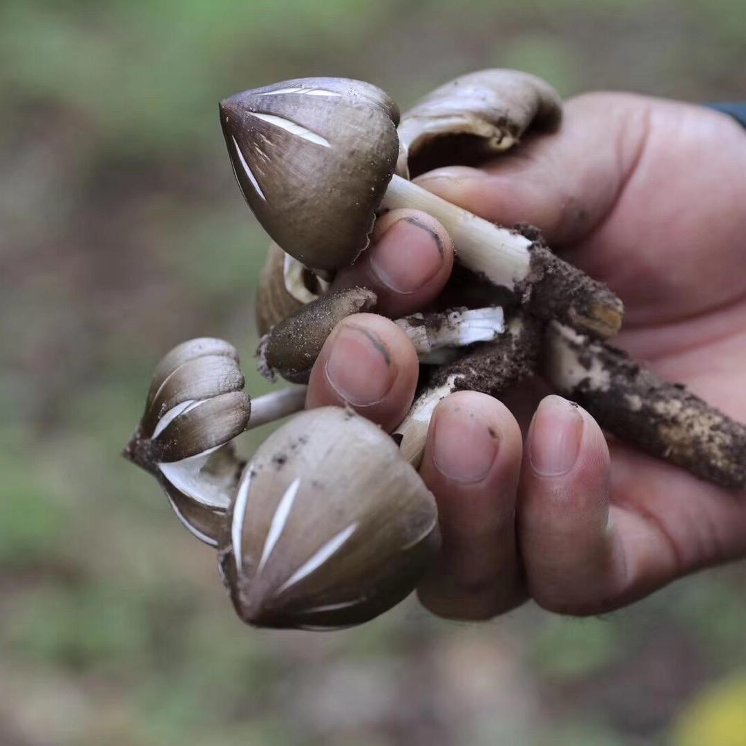 爱吃水果的姑娘