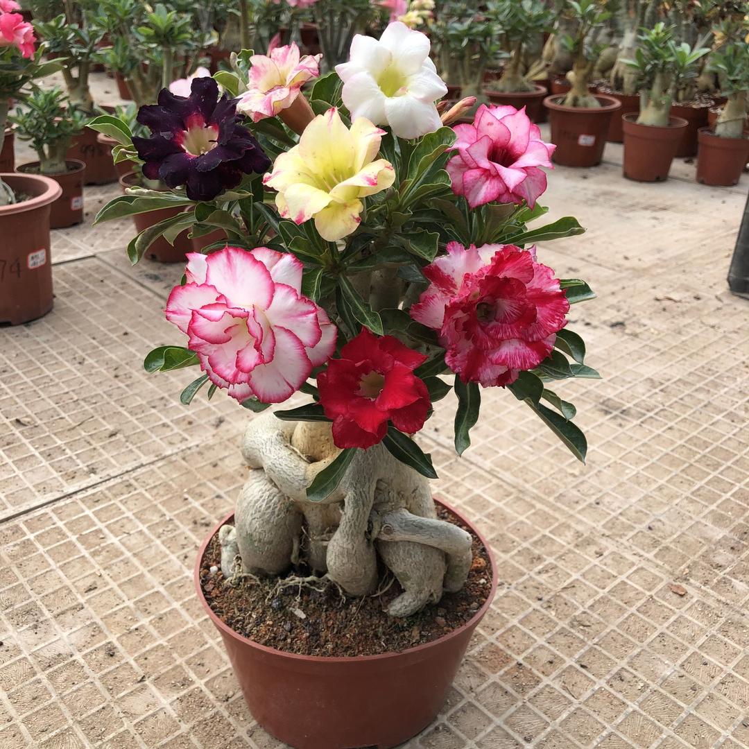 小乔园艺聚华轩园艺