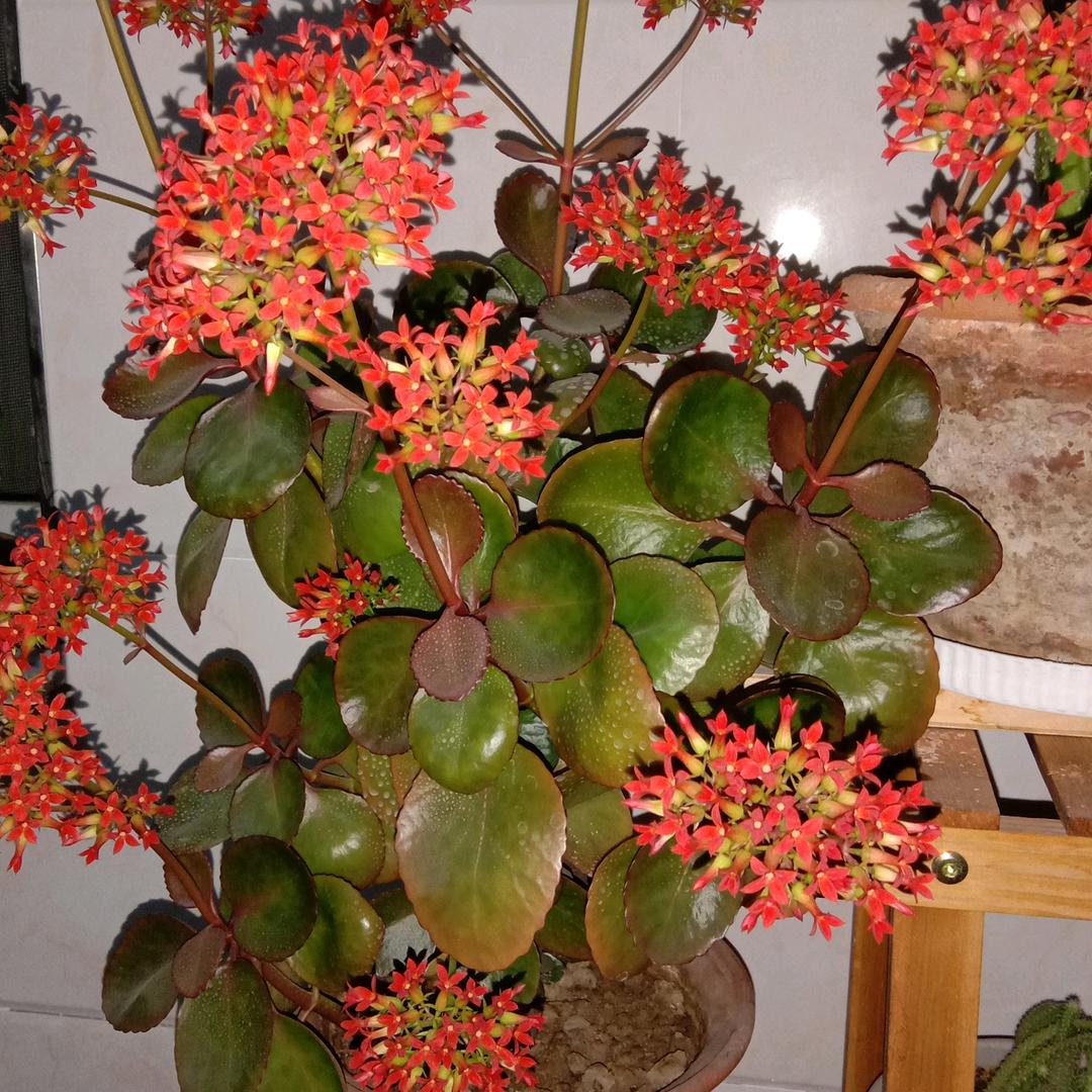 菊花茶
