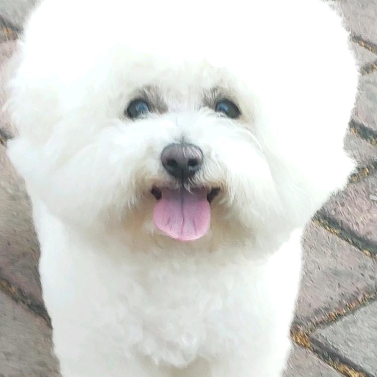小蛮头