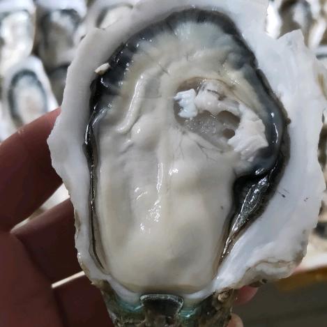 景德镇专业生蚝批发