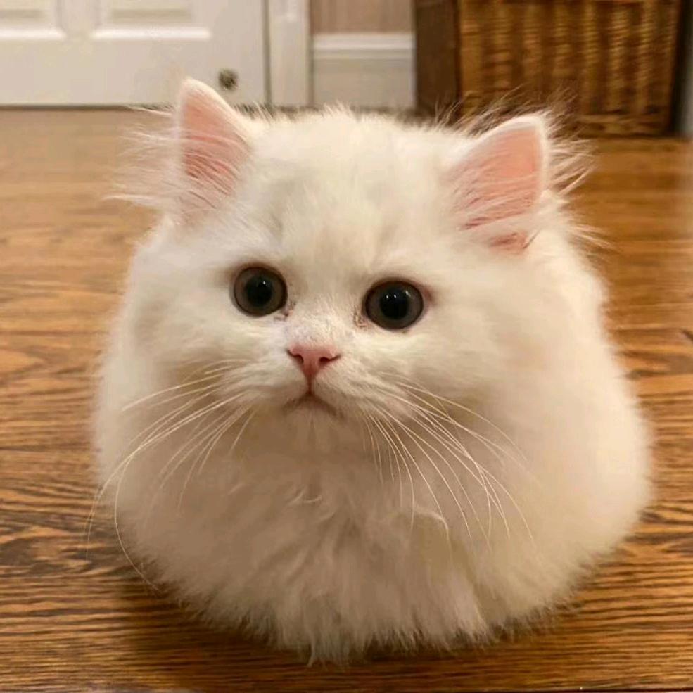 🐮汤圆麻麻🍼