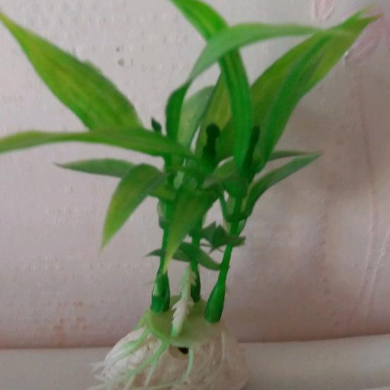 小草，