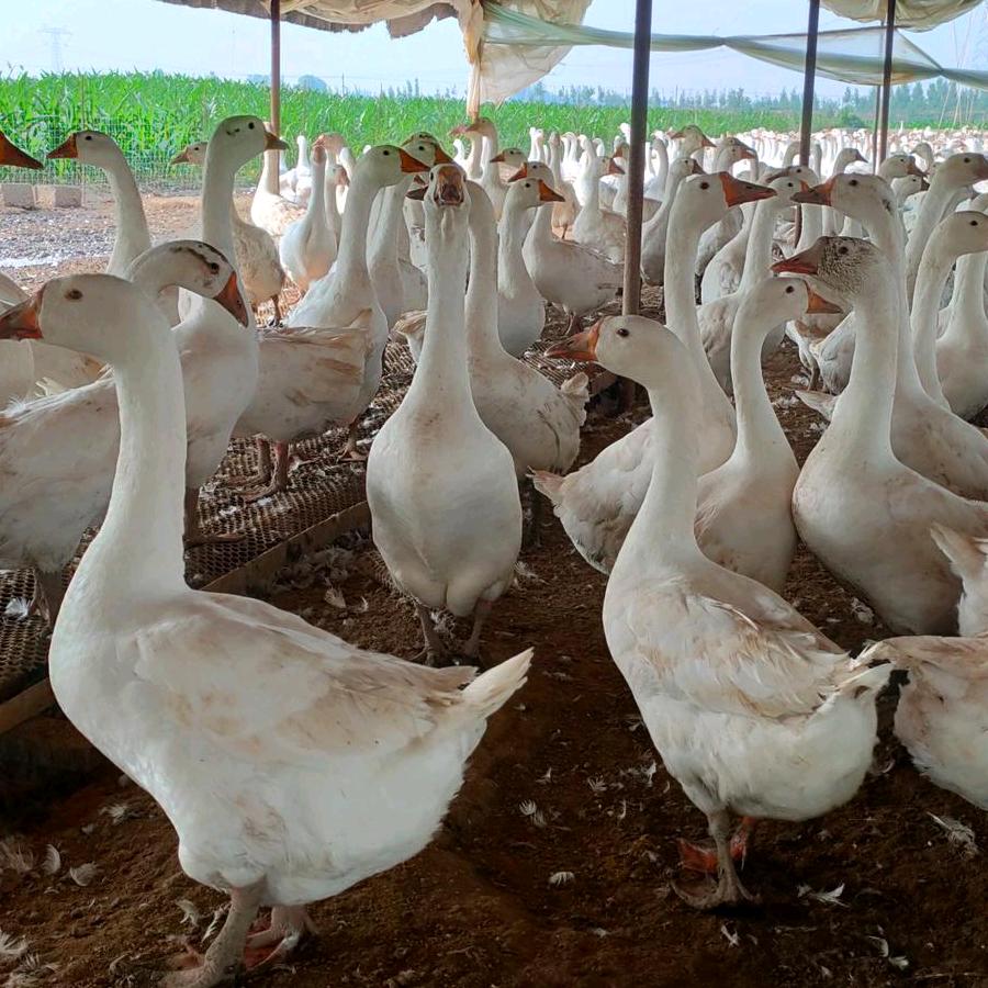 健胜养殖合作社