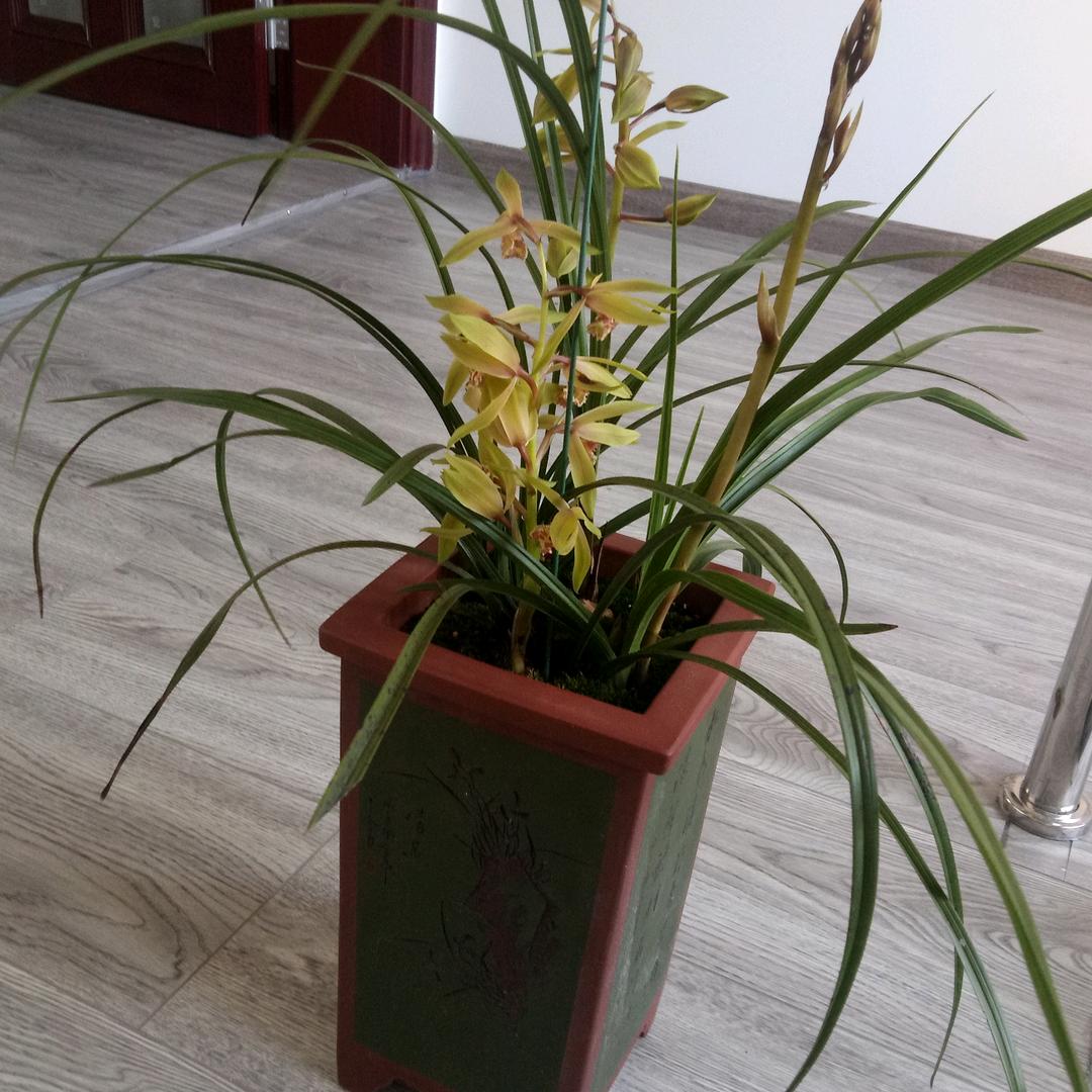 阿庆嫂