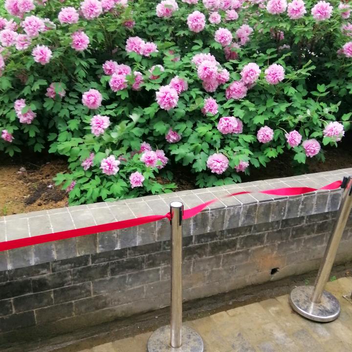 楚.伊