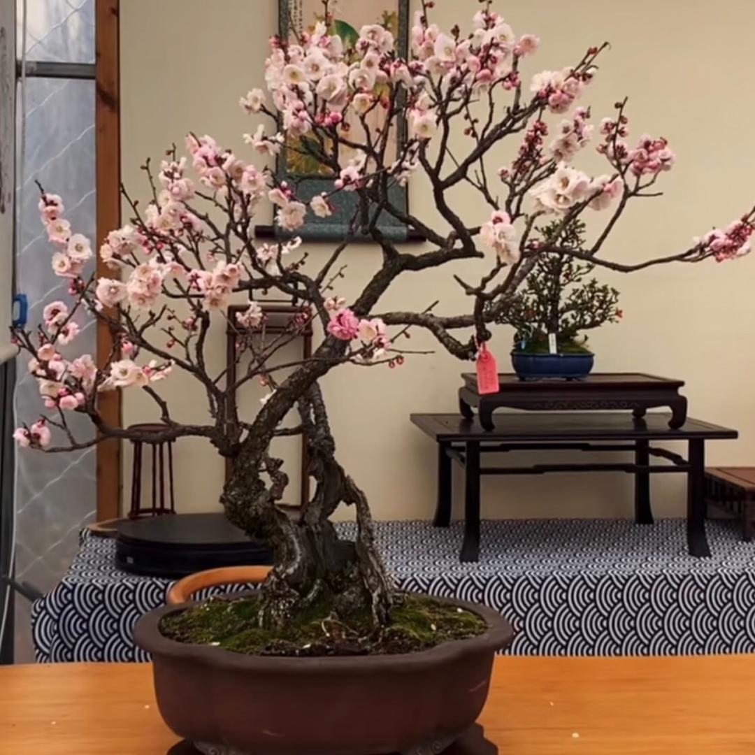 小熊猫…