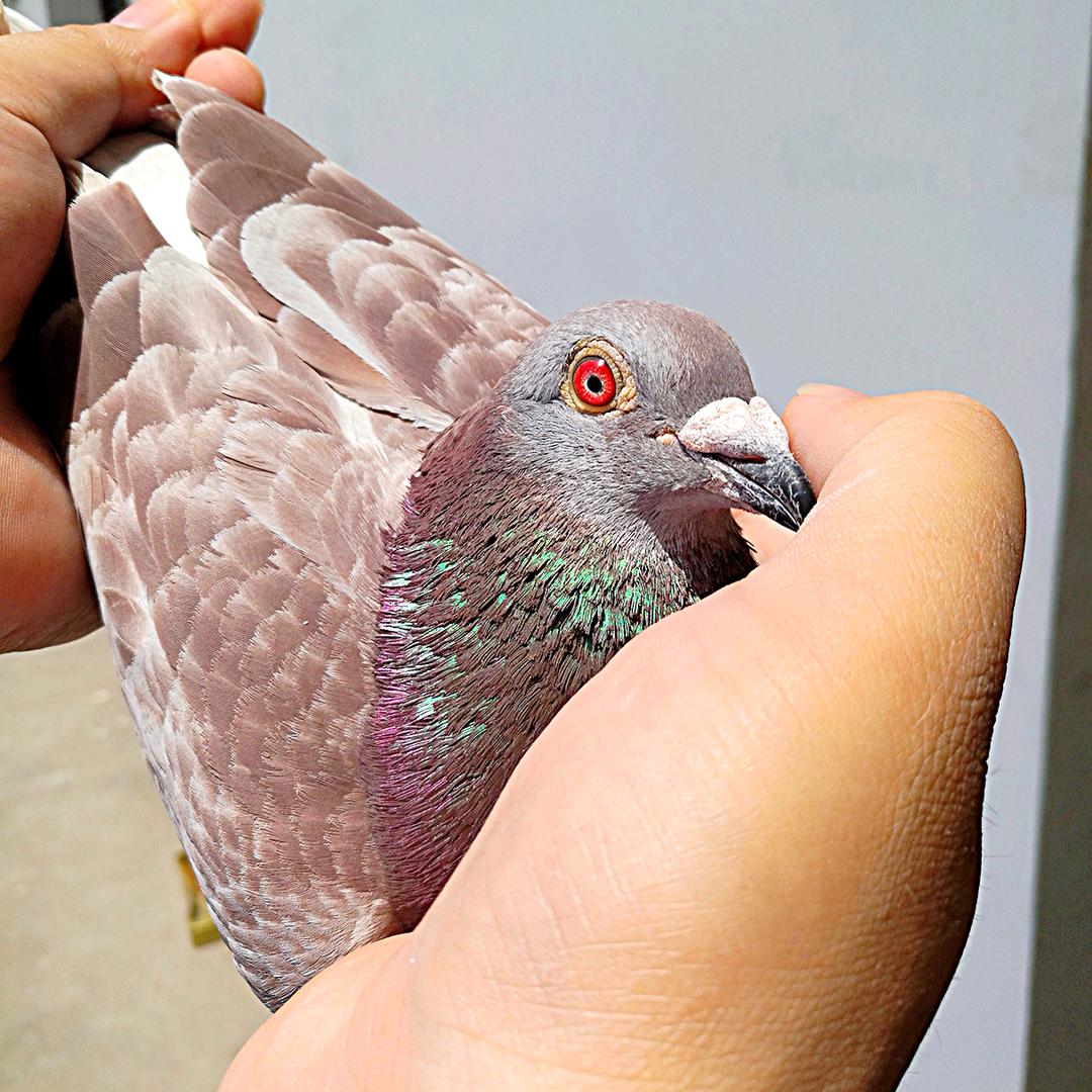 诺远鸽舍