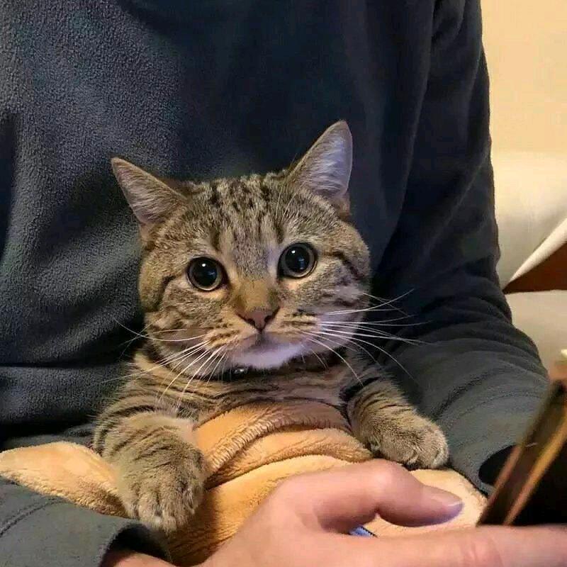欲