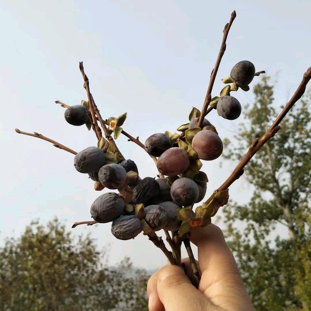 黑枣姑娘特产