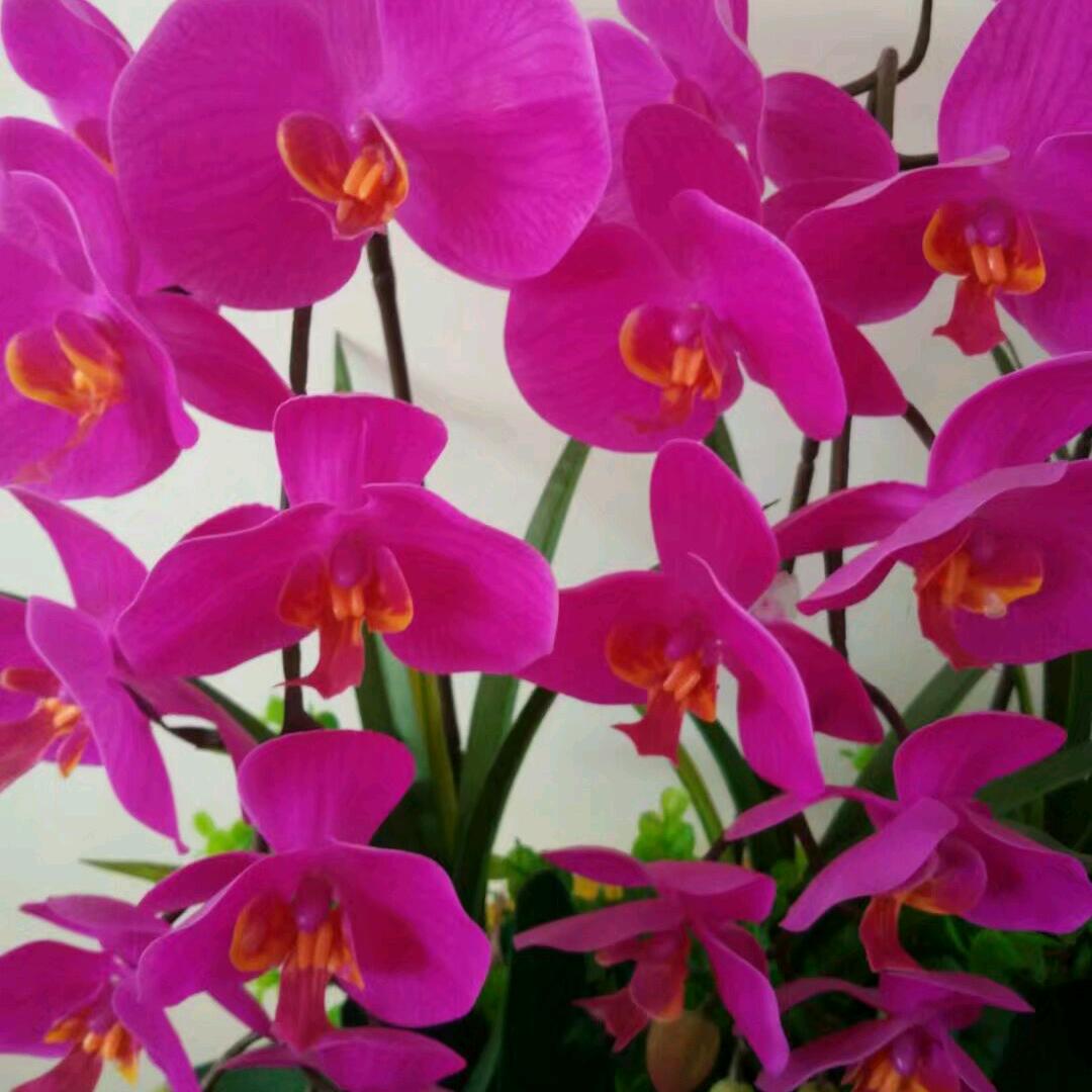 英姿飒爽💐🌷🌺