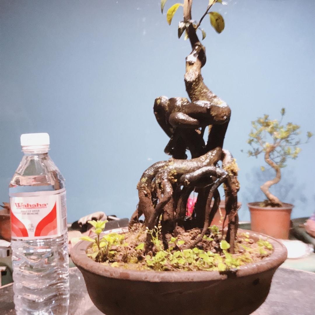 水缸金弹子