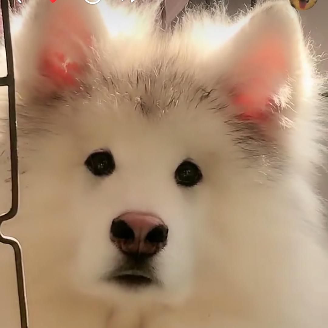 兴盛家的狗